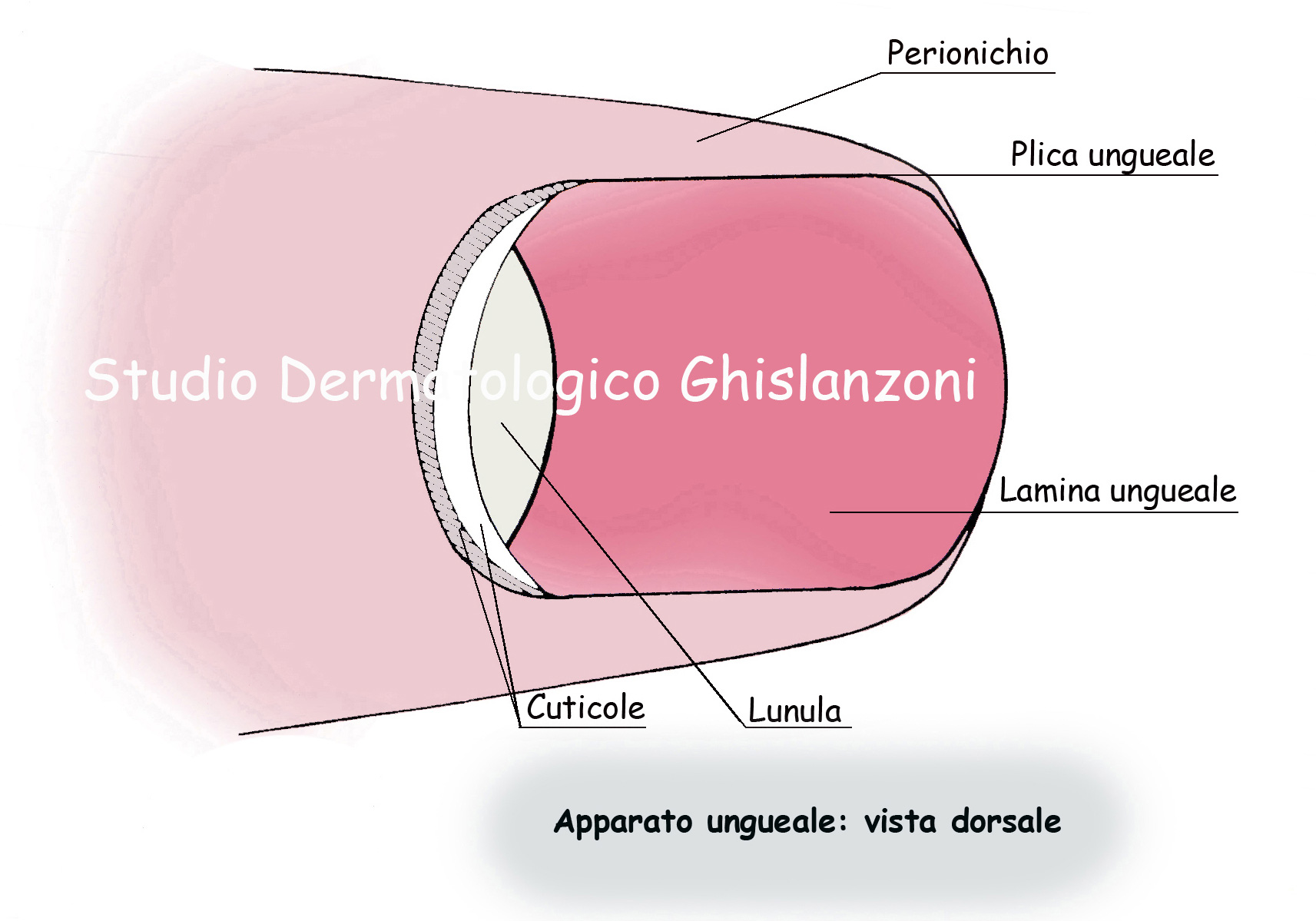 Anatomia dell'Unghia sana vista dorsale