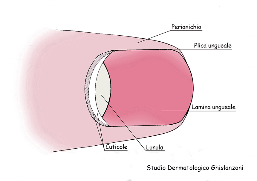 Unghia_anatomia.jpg